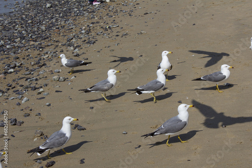 A seagull sitting on the beach.