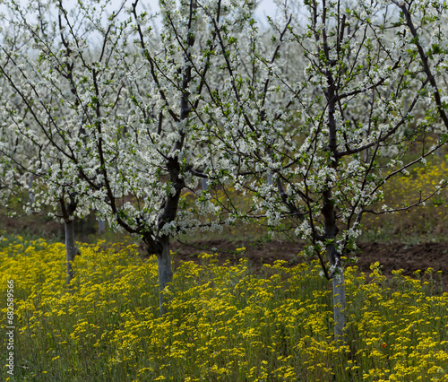 Plum orchard in the flowering period. White and yellow flowers in spring.