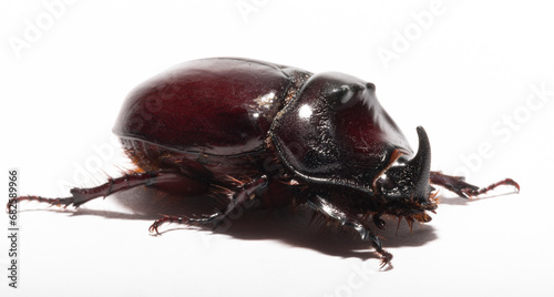 European rhinoceros beetle (Oryctes nasicornis) is a large flying beetle belonging to the subfamily Dynastinae. Imago, recessive, submissive male. photo