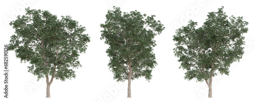 3d set tree of manilkara zapota on transparent background, png plant.
