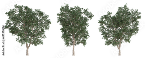 Wallpaper Mural 3d set tree of manilkara zapota on transparent background, png plant. Torontodigital.ca