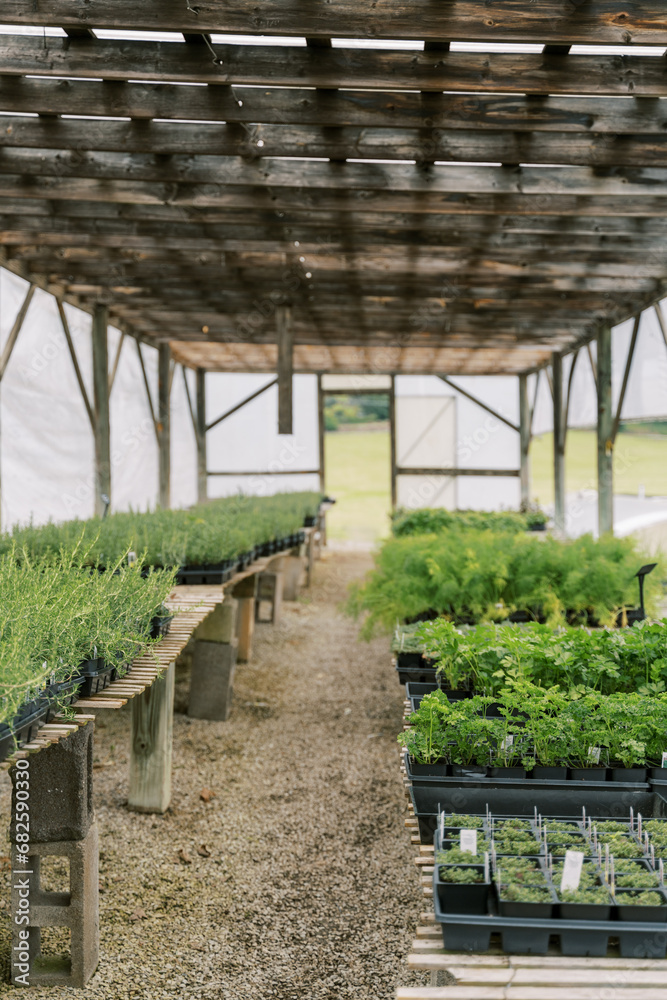 Outdoor greenhouse filled with aromatic herbs—a sustainable culinary haven. Outdoor greenhouse filled with aromatic herbs—a sustainable culinary haven.