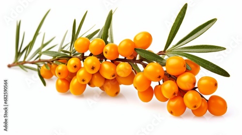 Orange sea buckthorn berries on a branch isolated on white background