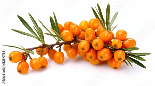 Orange sea buckthorn berries on a branch isolated on white background