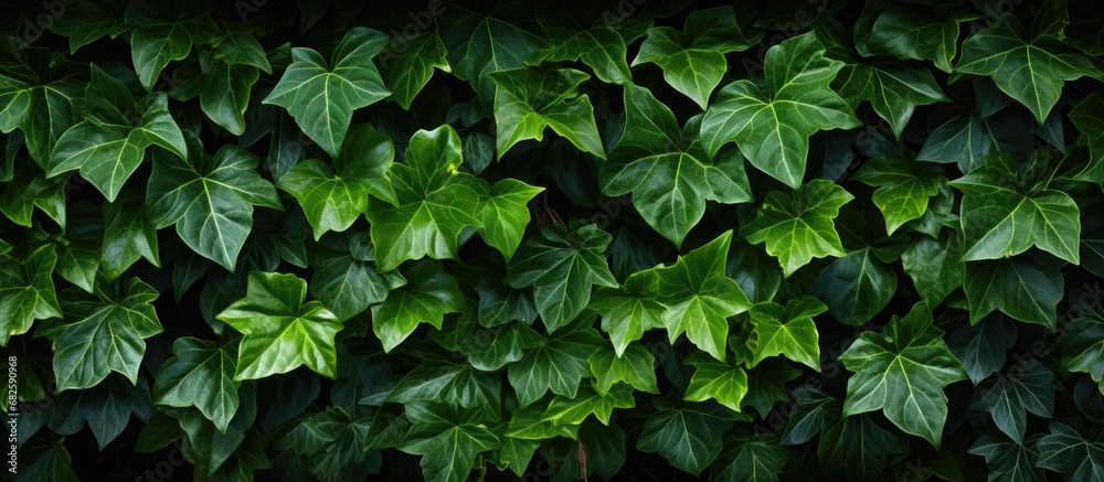 In the serene garden, amidst the lush greenery, a captivating close up of a leaf from the evergreen Atlantic ivy, commonly known as Boston ivy or Hedera hibernica, reveals the intricate details of In the serene garden, amidst the lush greenery, a captivating close up of a leaf from the evergreen Atlantic ivy, commonly known as Boston ivy or Hedera hibernica, reveals the intricate details of