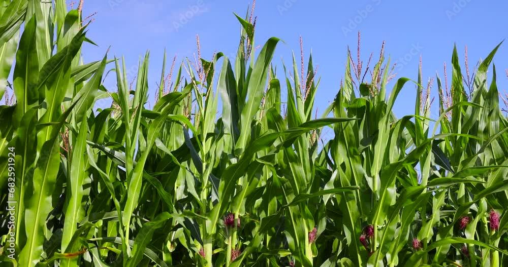 green corn during flowering in summer, a field with lots of green raw corn green corn during flowering in summer, a field with lots of green raw corn