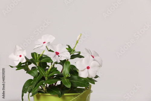 Beautiful catharanthus flower in pot on light grey background, space for text photo