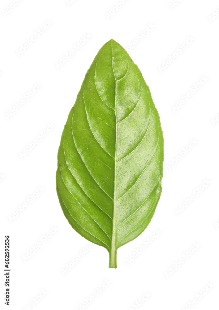 Obraz premium One green basil leaf isolated on white