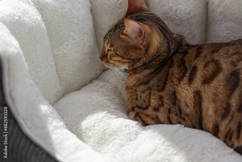 Cute Bengal cat lying on pet bed at home