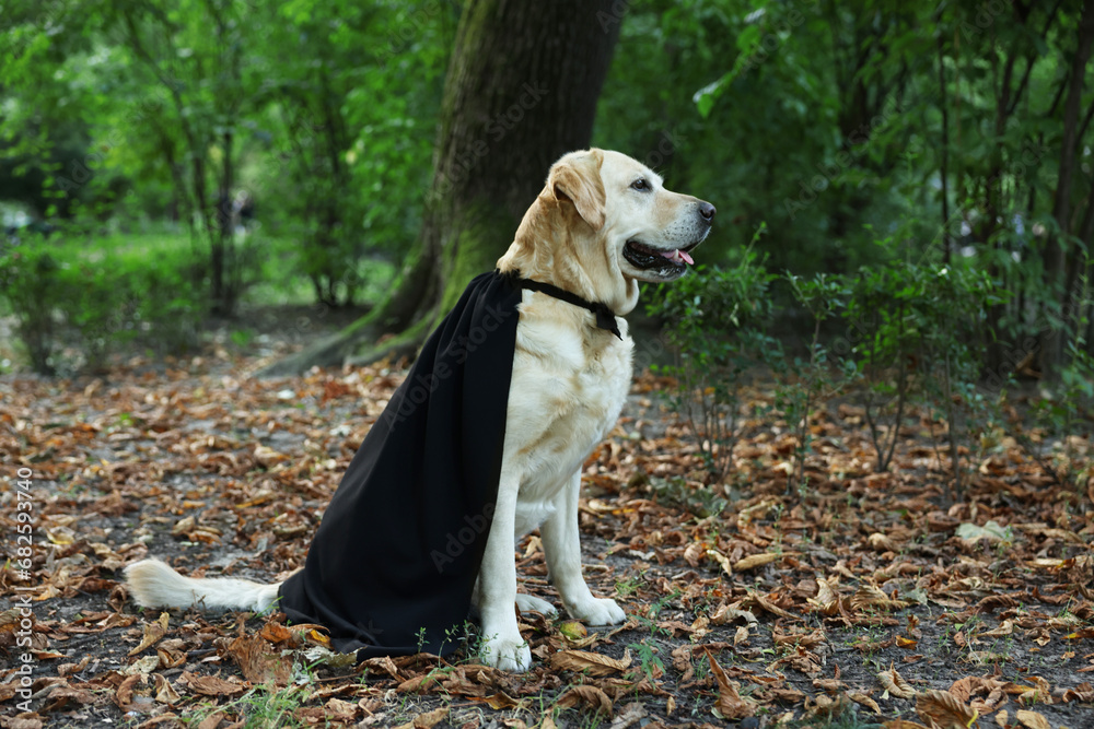 Cute Labrador Retriever dog wearing black cloak in autumn park on Halloween