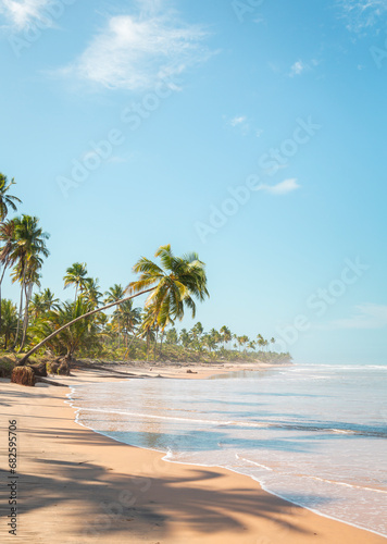 palm trees beach © paulocesar