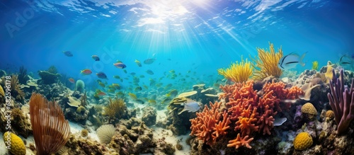 In the colorful underwater world of the Atlantic Ocean, a vibrant coral reef in Florida Keys teems with marine life, from shrimp to macro invertebrates, captivating scuba divers with its breathtaking photo