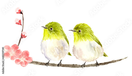 梅の枝にとまるつがいのメジロの水彩イラスト