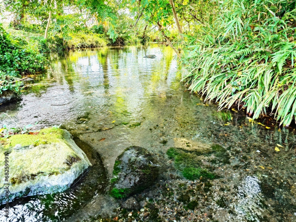 Obraz premium small river in the forest