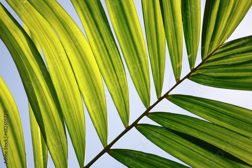 Natural green leaf of palm tree background