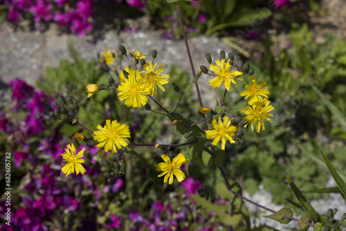 It is a yellow Ixeris stolonifera. photo