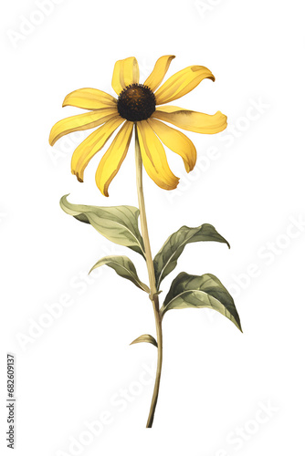 Rudbeckia Hirta or Black Eyed Susan flower in watercolor photo