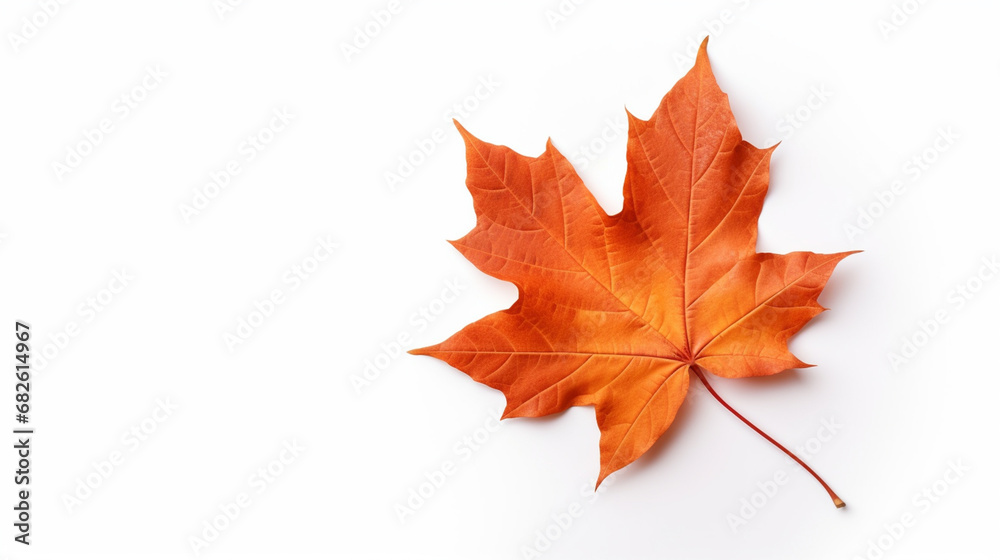 maple leaf on white background. Generative AI maple leaf on white background. Generative AI