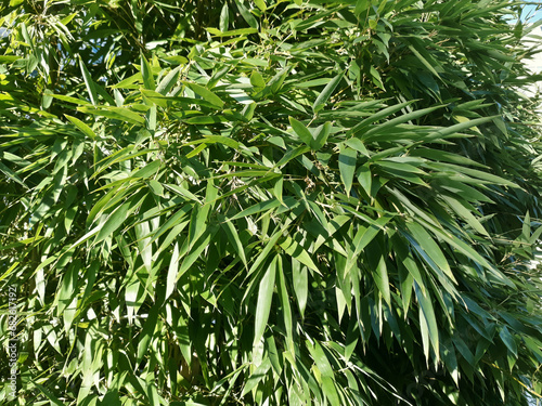 Fototapeta Naklejka Na Ścianę i Meble -  close up green bamboo leaves