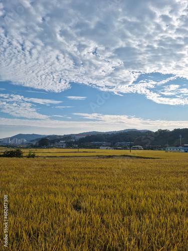 autumn golden rice field. Rural landscape.