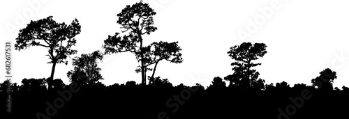 silhouettes of grass and trees. Forest silhouette, Tree shadow.