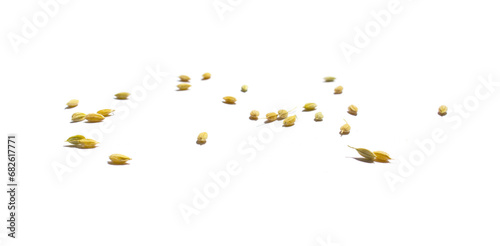 Ears of rice isolated on white background photo