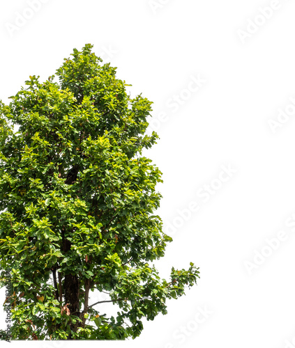 Green tree isolated on transparent background with clipping path  and alpha channel..
