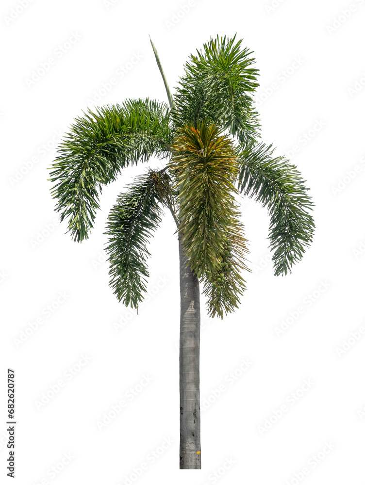 Green tree isolated on transparent background with clipping path and alpha channel. Green tree isolated on transparent background with clipping path and alpha channel.