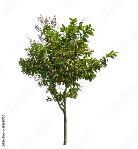 Green tree isolated on transparent background with clipping path and alpha channel.