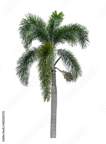 Green palm tree isolated on transparent background with clipping path and alpha..