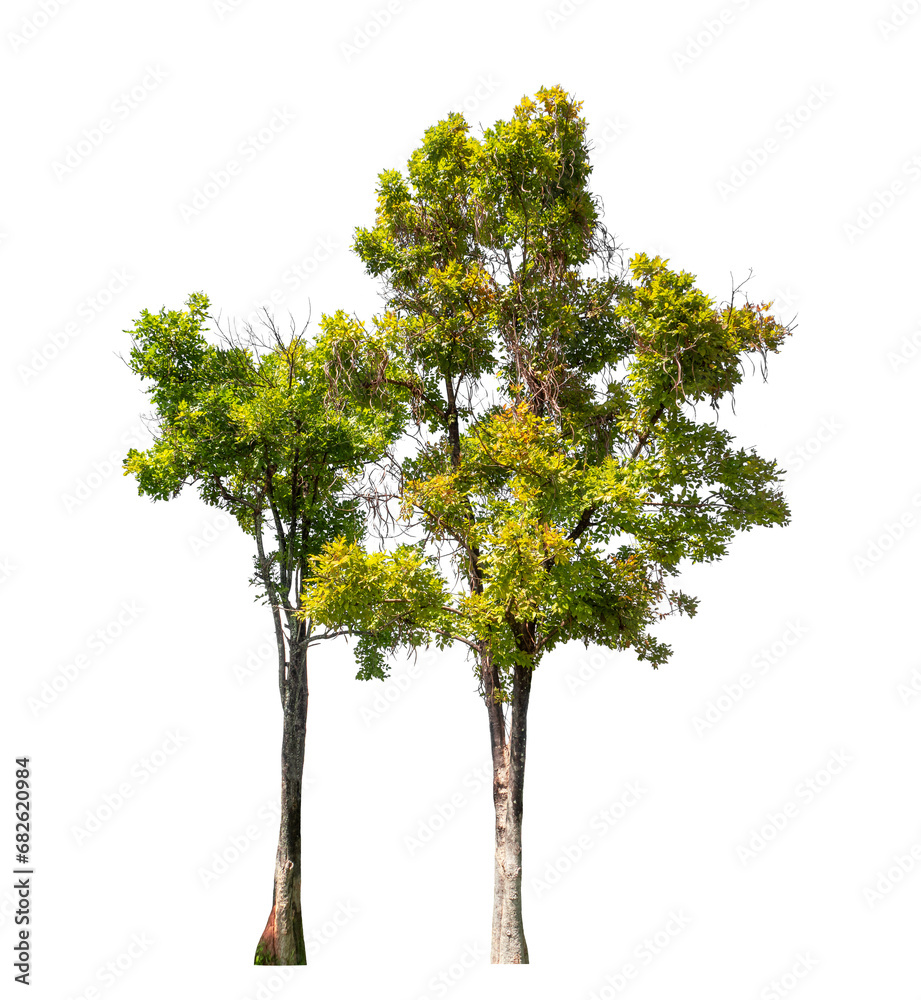 Tree isolated on transparent background with clipping path and alpha channel. Tree isolated on transparent background with clipping path and alpha channel.