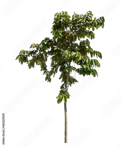 Green tree isolated on transparent background with clipping path and alpha channel.