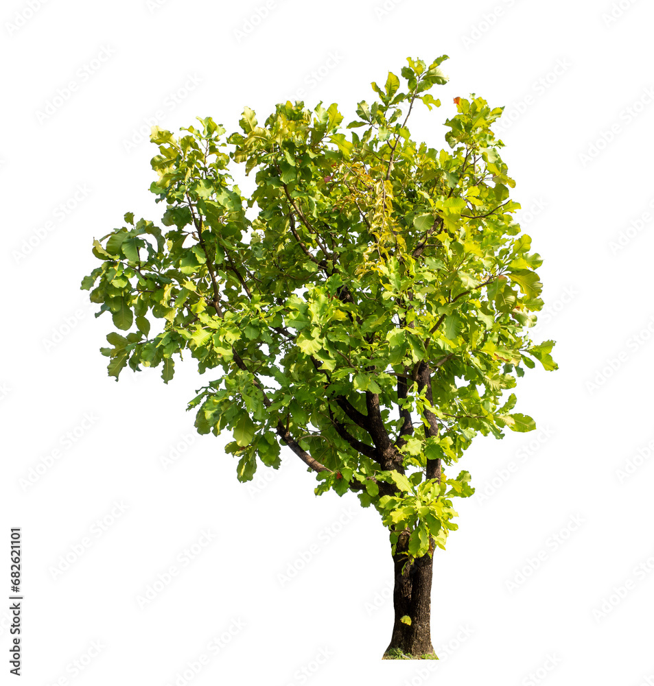 Tree isolated on transparent background with clipping path and alpha channel.