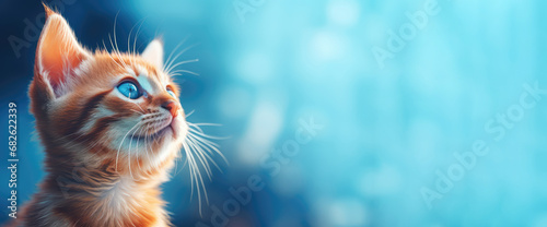 An Adorable cat looking up with warm light background © Nitcharee