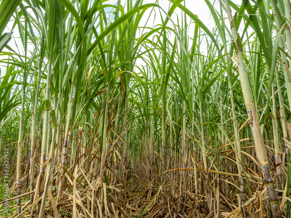 Obraz premium Sugarcane farm with sugarcane growing with sunrise in Thailand.