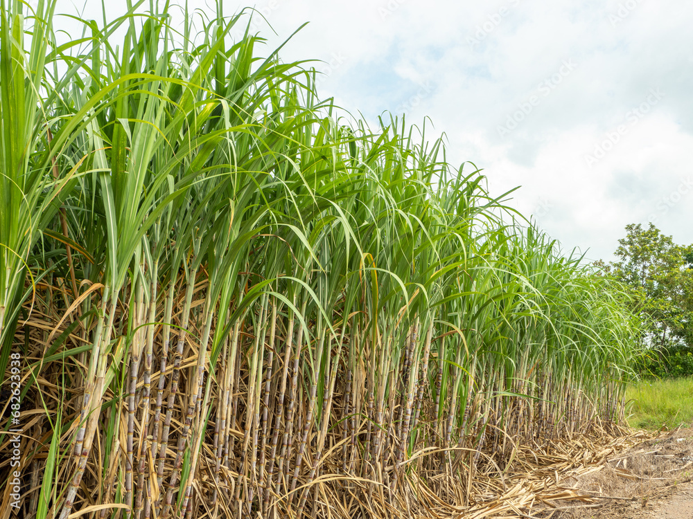 Fototapeta premium Sugarcane fields, blue sky and clear sky days in Thailand.