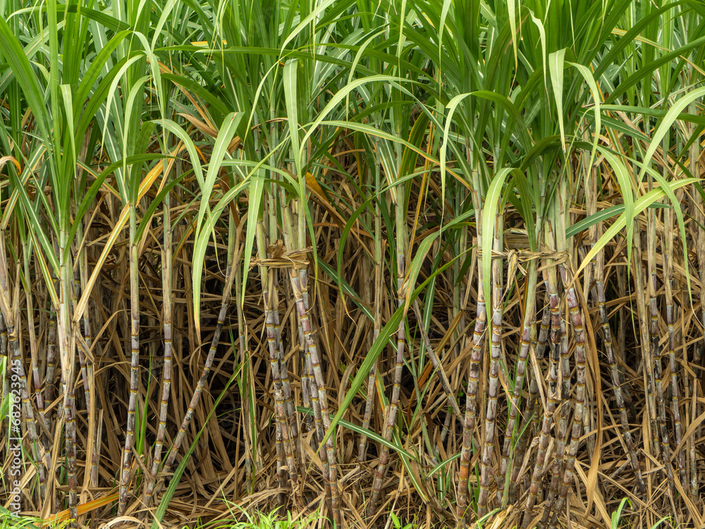 Sugarcane farm with sugarcane growing with sunrise in Thailand. Sugarcane farm with sugarcane growing with sunrise in Thailand.