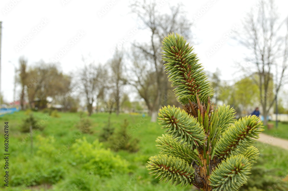 close up of pine cones