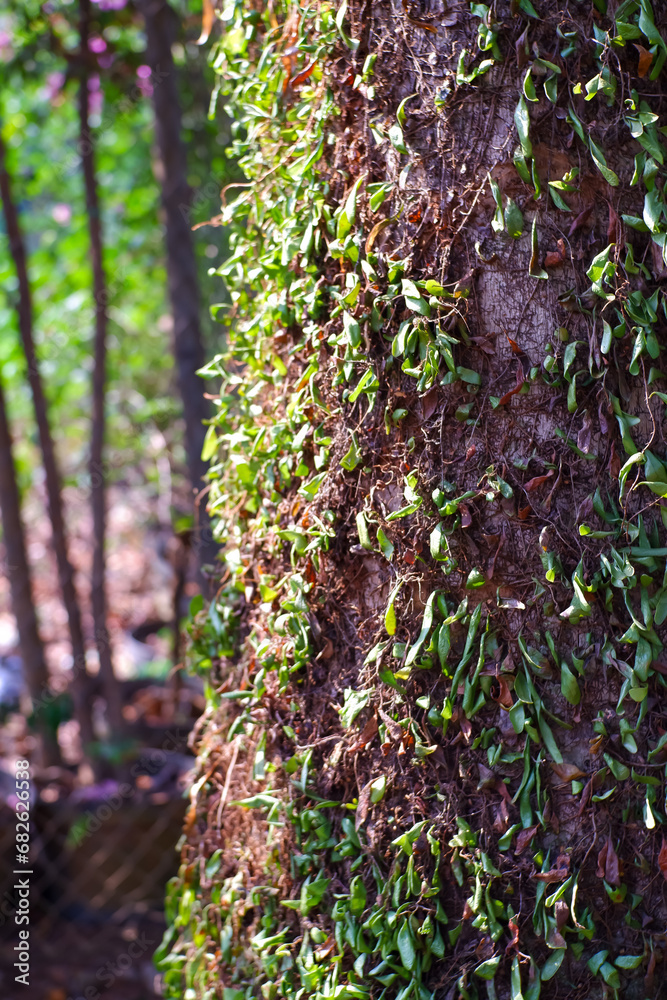 Obraz premium tree in the forest