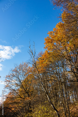 Bright crowns of autumn trees against a blue sky, vertical view