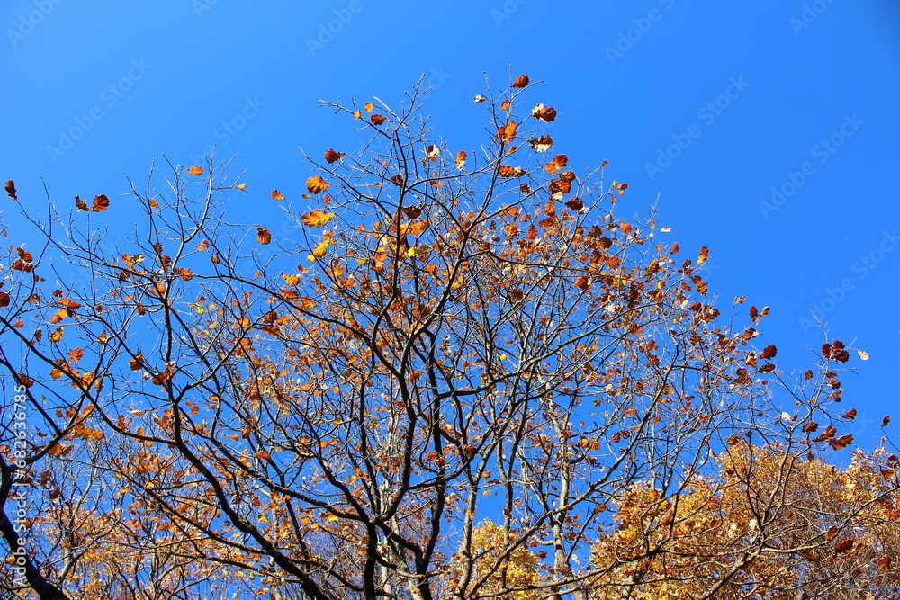 Yellowed rare autumn oak leaves on the branches against the blue sky, golden autumn in the park Yellowed rare autumn oak leaves on the branches against the blue sky, golden autumn in the park