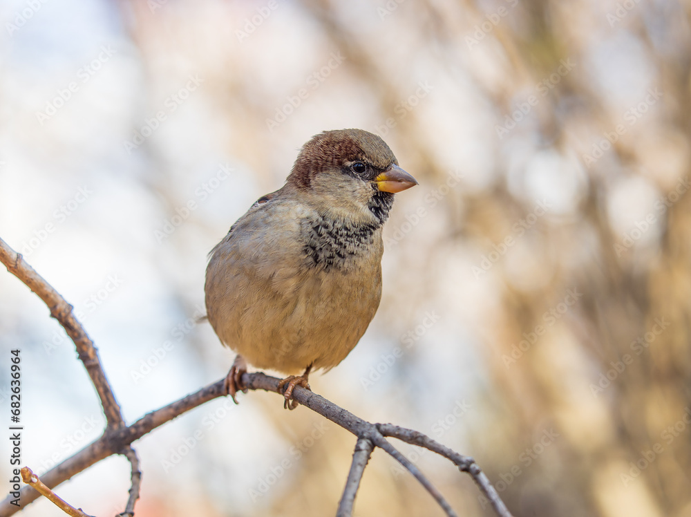 Sparrow sits on a branch without leaves.