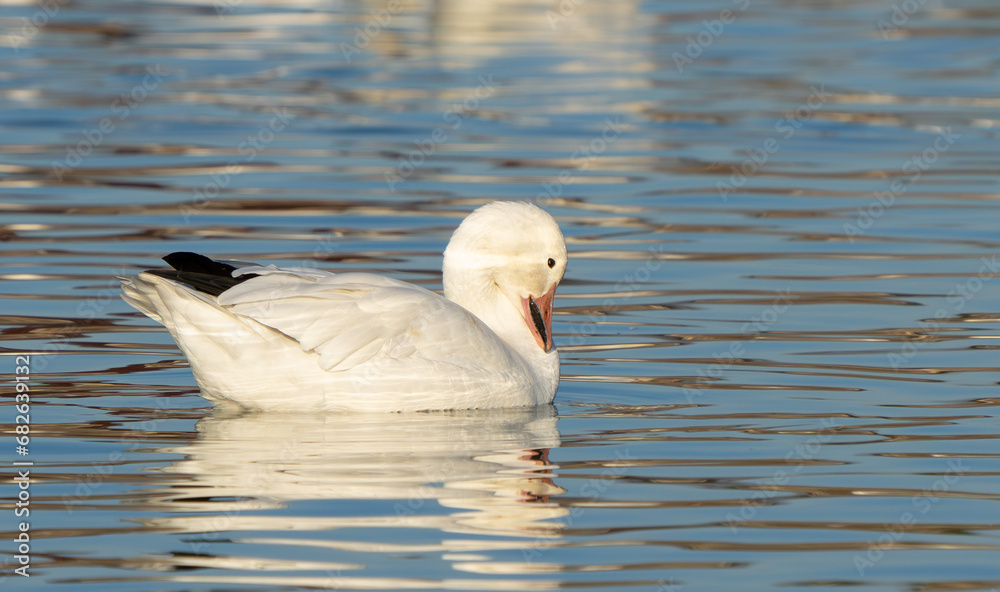 Fototapeta premium Snow Geese Resting on McNary National Wildlife Refuge