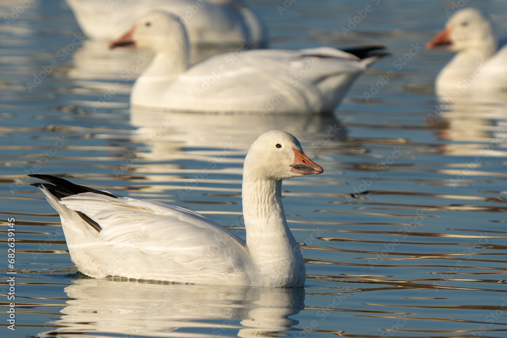 Snow Geese Resting on McNary National Wildlife Refuge
