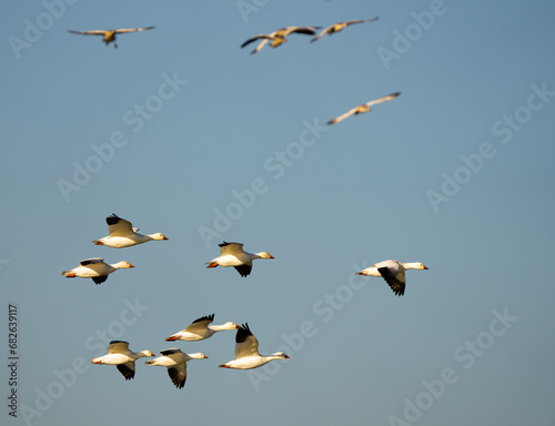 Snow Geese Circling in Preparation for Landing