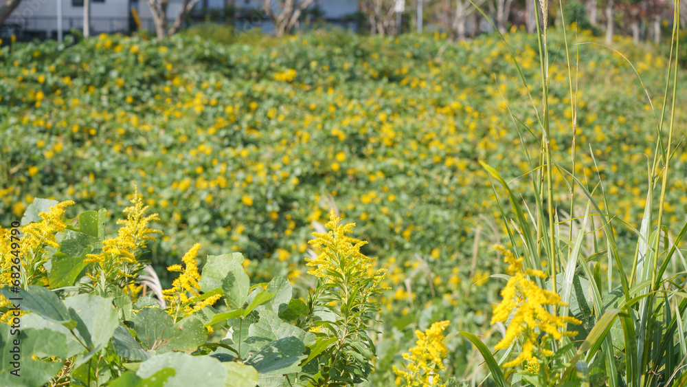 Fototapeta premium 日本の秋｜住宅地とセイタカアワダチソウの群生