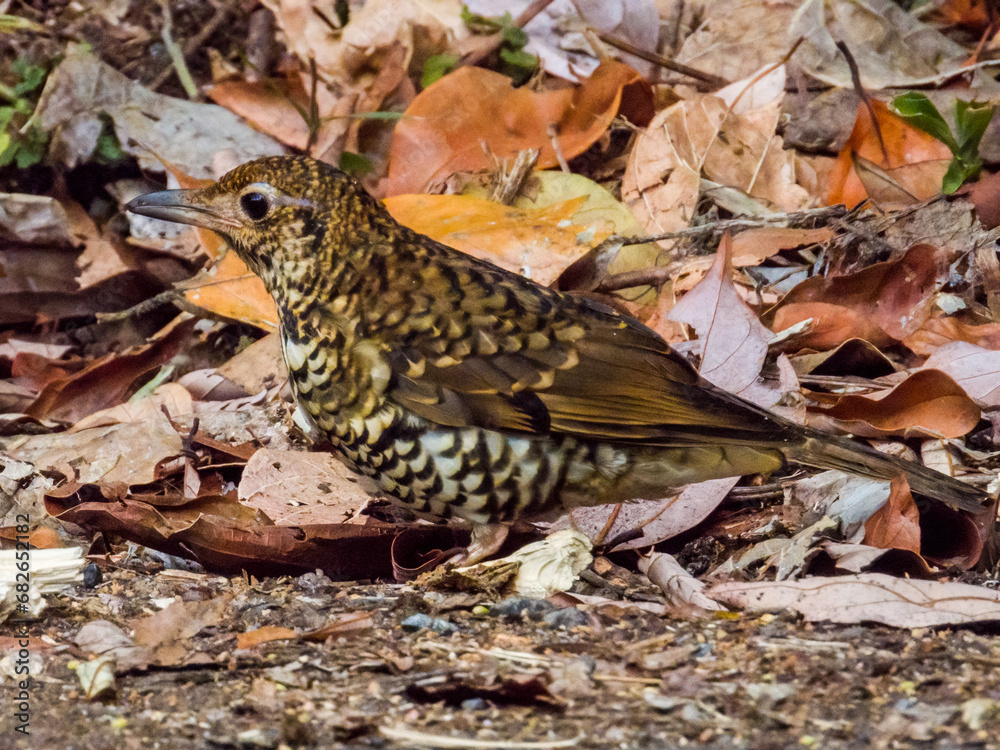 Bassian Thrush in Queensland Australia Bassian Thrush in Queensland Australia