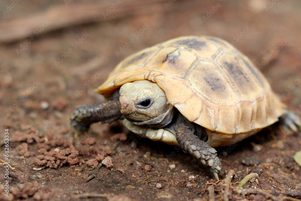 Fototapeta premium Elongated tortoise in the nature, Indotestudo elongata ,Tortoise sunbathe on ground with his protective shell ,Tortoise from Southeast Asia and parts of South Asia ,High yellow Tortoise