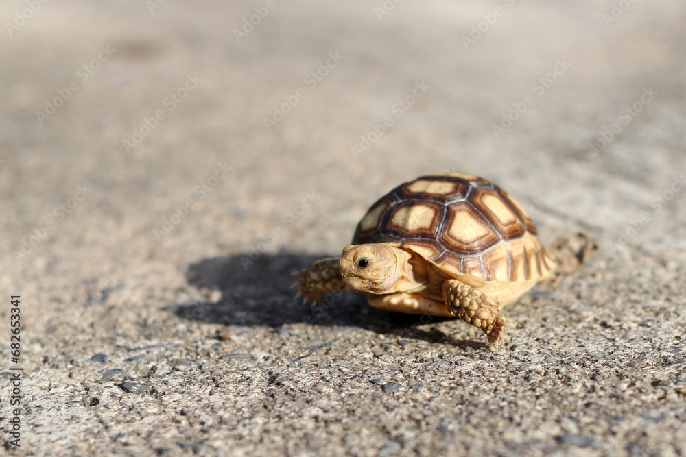 Obraz premium Tortoise on the hands of man (African spurred tortoise ),Cute portrait of baby tortoise ,Geochelone sulcata ,Close up Baby Tortoise Hatching (African spurred tortoise),Birth of new life