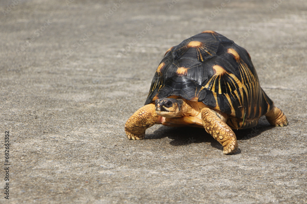 Fototapeta premium Portrait of radiated tortoise,The radiated tortoise eating flower ,Tortoise sunbathe on ground with his protective shell ,cute animal ,Astrochelys radiata ,The radiatedtortoise from Madagascar